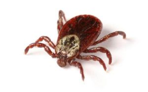 Surge in anaphylactic red meat allergies in the US is a bizarre side effect of TICK BITES