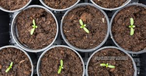 How to Make Your Own Seed Starting Mix and Start Seedlings