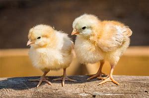 Everything You Need to Know About Raising Baby Chicks on a Budget