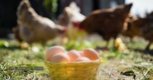 The Chicken and the Egg: What to Do as Supply Chain Problems Keep Getting Worse